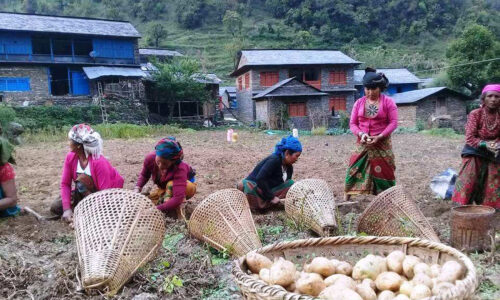 बागलुङमा ५६ हजार दुई सय ४० ‘मेट्रिकटन’ आलु उत्पादन