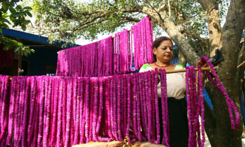 तिहारका लागि दुई लाख मखमली माला निर्यात हुने