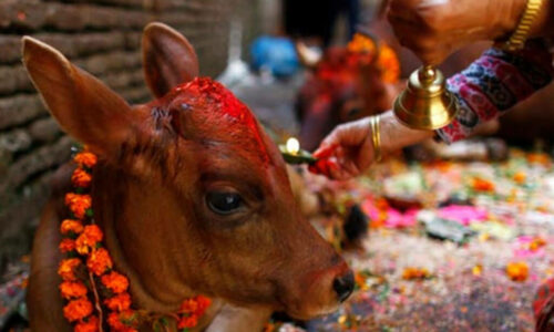 तिहारको चौँथो दिन आज गाईको पूजाआजा गरी मीठो खानेकुरा खान दिएर मनाइँदै