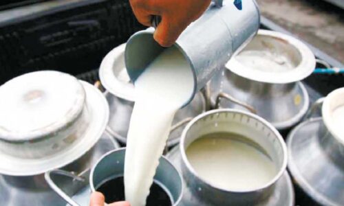 किनासको गुनासो : बाढीले धानवाली बगायो, दूध बिक्री भएन