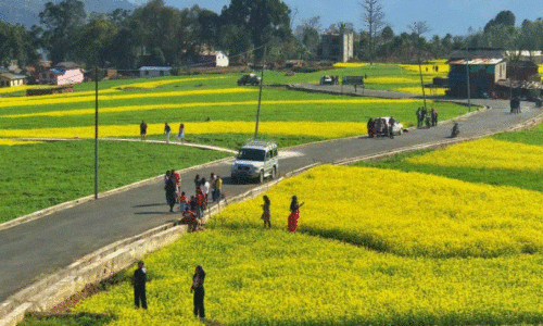 म्याग्दीको रत्नेचौरका तोरीबारीमा टिकटिक र भिडियो बनाउनेको भीड