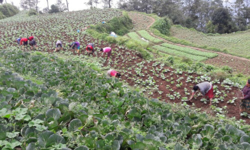 सरकारको एक सय दिन : एक लाख ५० हजार थप किसान सूचीकृत