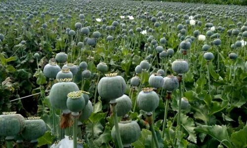 रुकुम पश्चिमा ७५ रोपनीमा लगाइएको अफिमखेती नष्ट