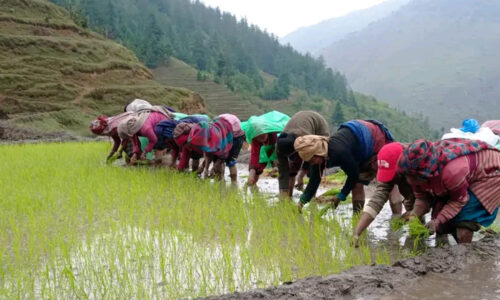 बर्सेनि चैते धानखेतीप्रति किसानको  आकर्षण बढ्दै