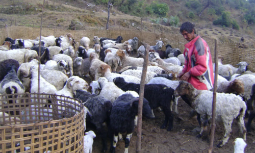 जुम्लामा दसैँको समयमा मात्रै १६ करोड बढीका भेडा तथा खसीबोकाको कारोबार