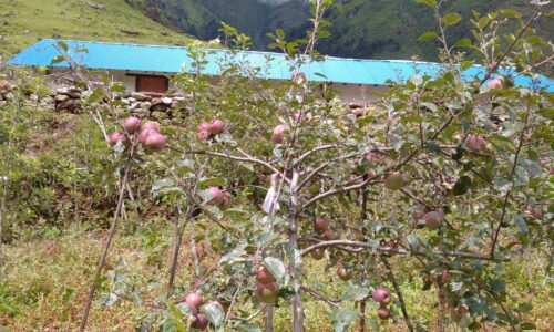 वर्षात्ले फुल्न लागेको स्याउका बोटमा असर