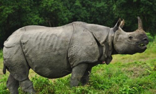 गैँडाको आक्रमणबाट ज्यान गुमाएकाको परिवारलाई आर्थिक सहयोग