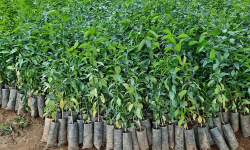 वन्यजन्तुको आहारका लागि सामुदायिक वनमा दश हजार बिरुवा रोपिए