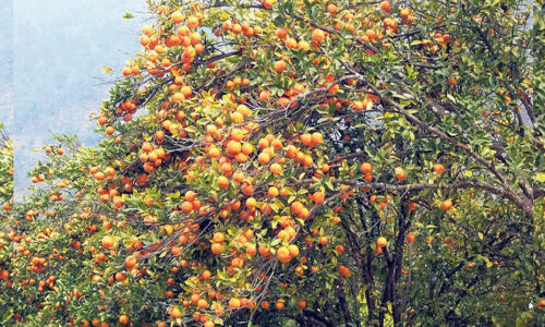 बोटमा लटरम्म सुन्तला, रोग लागेपछि किसान चिन्तित