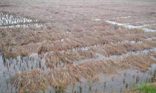 तनहुँ र म्याग्दीमा भित्र्याउने बेलाको धानबालीमा वर्षाले क्षति