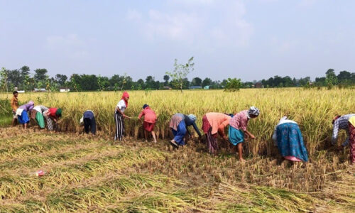 दाङका किसानलाई धान काट्ने चटारो, उत्पादन बढ्ने अपेक्षा