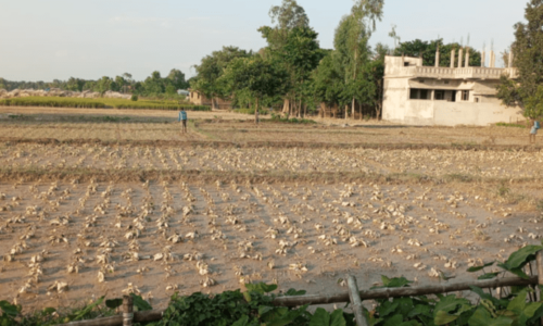 बाढीले दुई करोडको तरकारी बाली क्षति