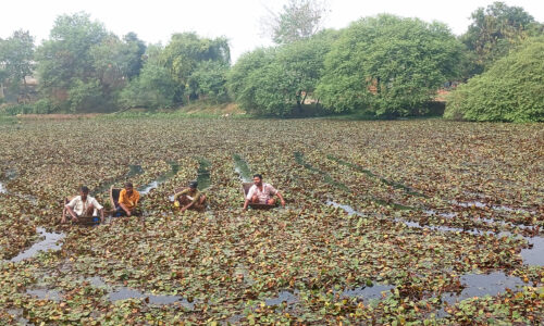 व्यावसायिक सिँगडाखेतीबाट एक याममै  चार लाख आम्दानी