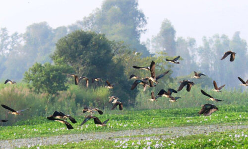 Migratory birds start flocking to Kailali-Kanchanpur’s wetlands