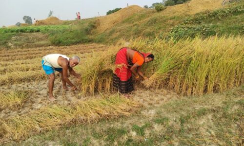 तिहार र छठ सकिएसँगै सप्तरीका किसान धान काट्न व्यस्त