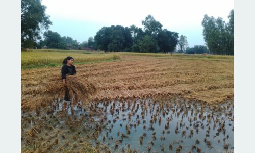 बेमौसमी वर्षाले धान बालीमा क्षतिहुँदा किसान समस्यामा