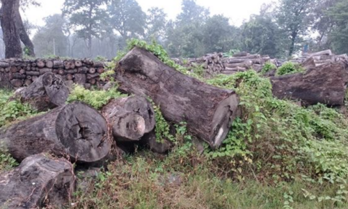 एक लाख पचास हजार क्यूफिट सालका काठ सड्दै