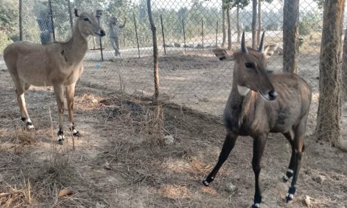 उदयपुरमा वन्यजन्तुको उद्धार, उपचार तथा पुनःस्थापना केन्द्र स्थापना