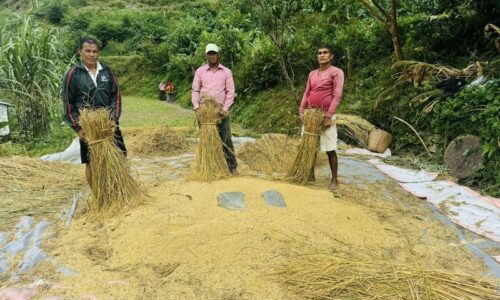 यस वर्ष  म्याग्दीमा धान र कोदोको उत्पादन बढ्यो