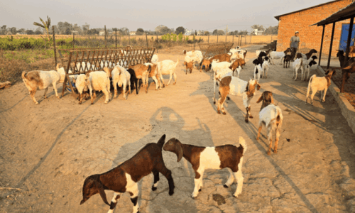 विदेशबाट फर्किएका युवा बाख्रापालन व्यवसायमा संलग्न